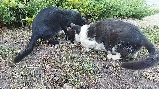 Кошечка и котик обедают на лоне природы😻🍽️🌿🐱