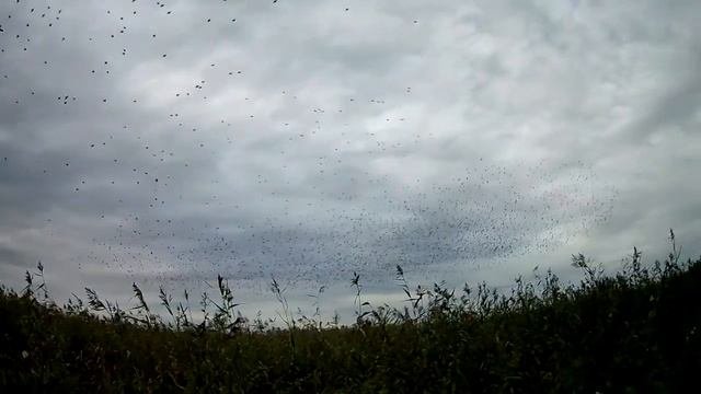 Ловись рыбка. Канонерка. Осеняя ловля судака