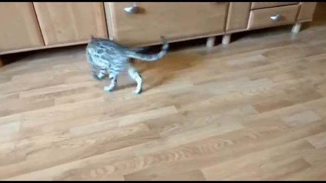 Бенгальский котенок .