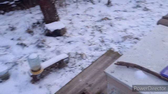 Лечебный канди с тимолом зимой от клеща Варроа аскосфероза нозематоза