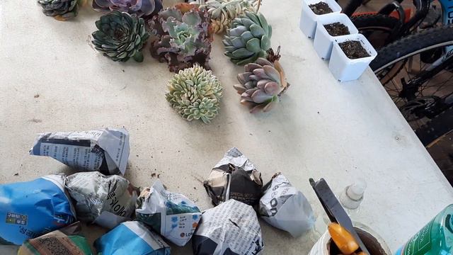 Eleventh unboxing Succulents Seller Jhuzelson Cactulents and there is a suprise
