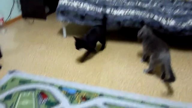 Кошка  по команде приносит предмет