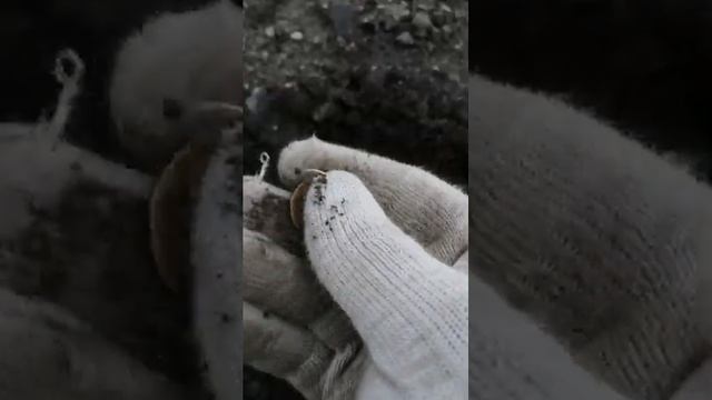Отличный коп, столовое серебро и  много монет в окрестностях Калининграда.