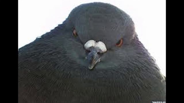 Звук Wav