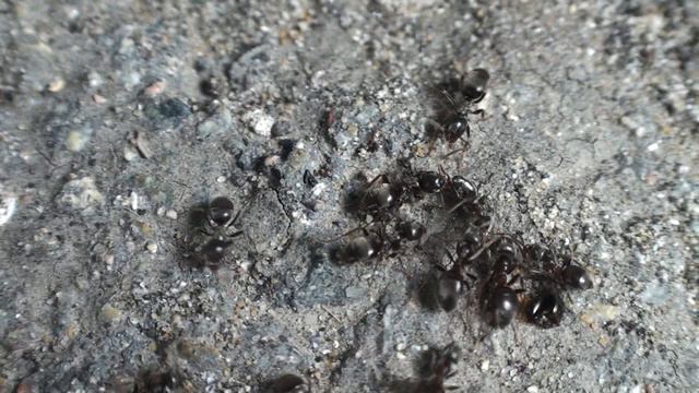 Lasius niger