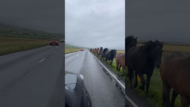 Лошади прошлись по обочине дороги