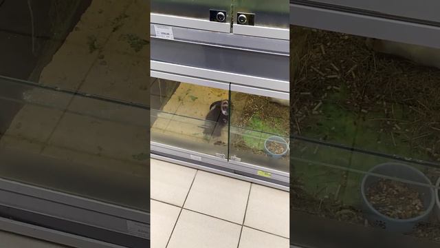 хорек хочет выбраться)))