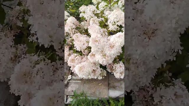 Мои цветы в саду на 24.08.24г. #Цветы #Настроение