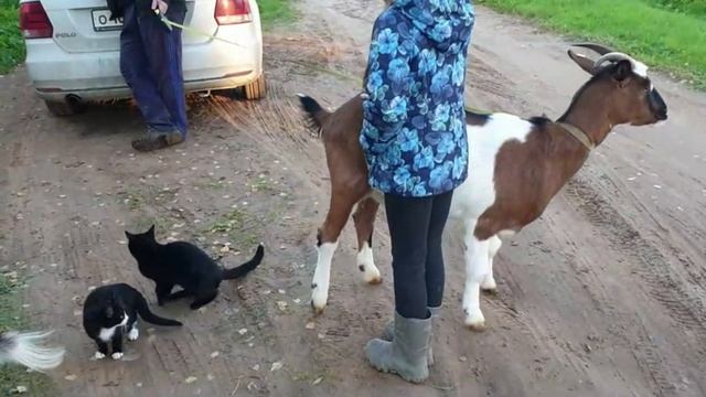 ВЛОГ ПОТЕРИ В ХОЗЯЙСТВЕЗАКУПИЛИ СТРОЙМАТЕРИАЛ ДЛЯ ОТДЕЛКИ МАНСАРДЫИНТЕРЕСНАЯ ПОКУПКА В СВЕТОФОРЕ