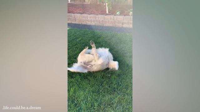 100% Funny Golden Retrievers Dog Videos will make you laugh your HEAD OF 😂