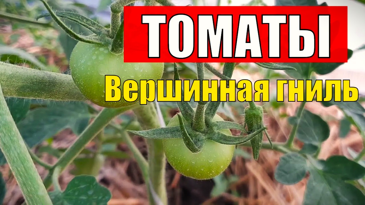1 ложка и томаты не гниют. Как лечить вершинную гниль на томатах?