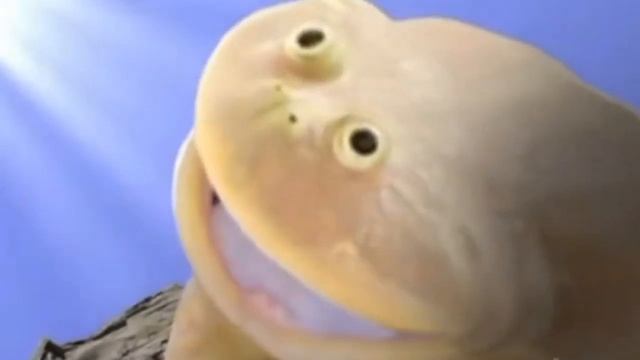 лягушки орут мем
