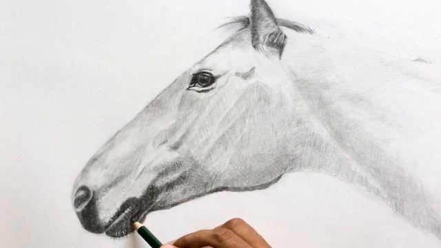 Realistic horse sketch | [PART 1] | Detailed animal face  pencil drawing | Shading techniques.