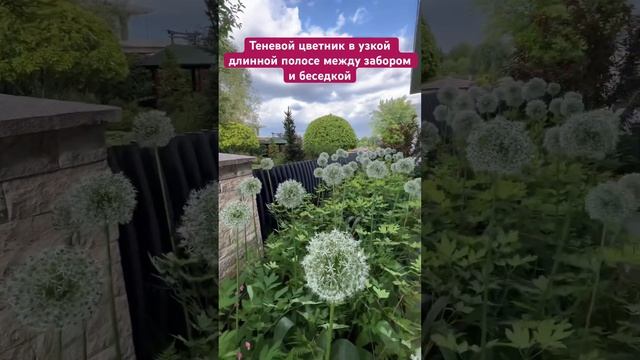 Теневой цветник между забором и беседкой / Чем оформить узкую тёмную полосу на участке?