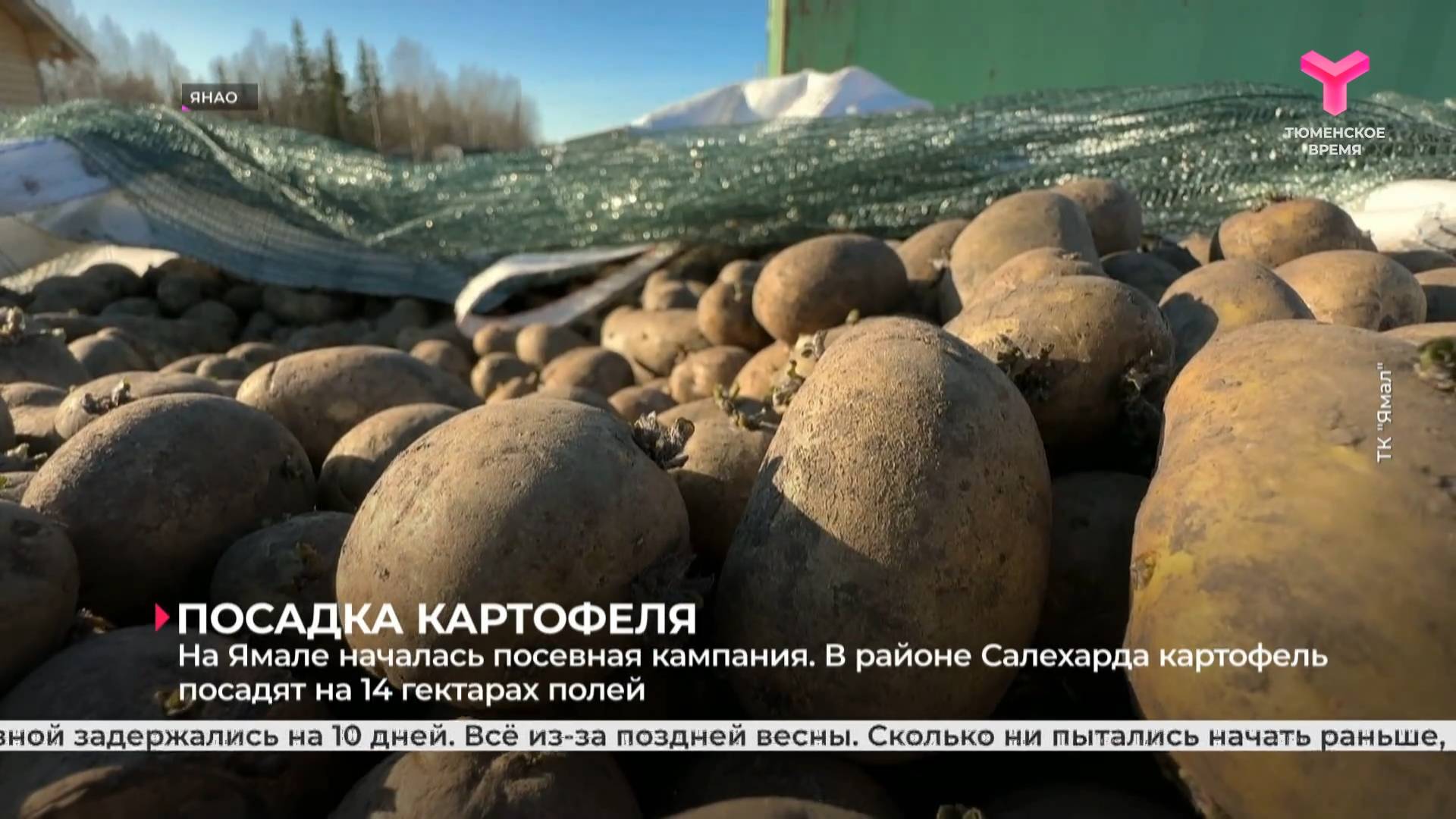 На Ямале началась посевная кампания. В районе Салехарда картофель посадят на 14 гектарах полей