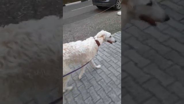Русская БОРЗАЯ в городе