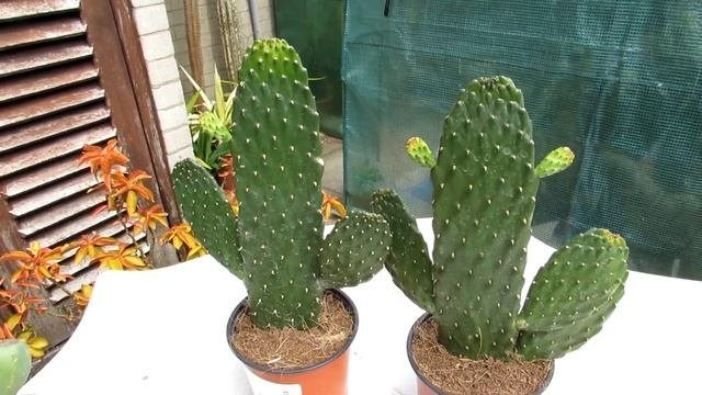 Opuntia Prickly Pear Cactus Haul from IKEA  Opuntia rubescens Road Kill Cactus  Opuntia vulgaris