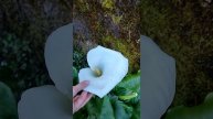 Белокрыльник болотный - Нашли красивый цветок в Квариати. Батуми, Грузия.