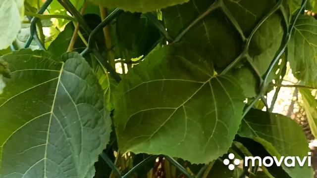 Как закрепить гортензии и другие растения от ветра.....