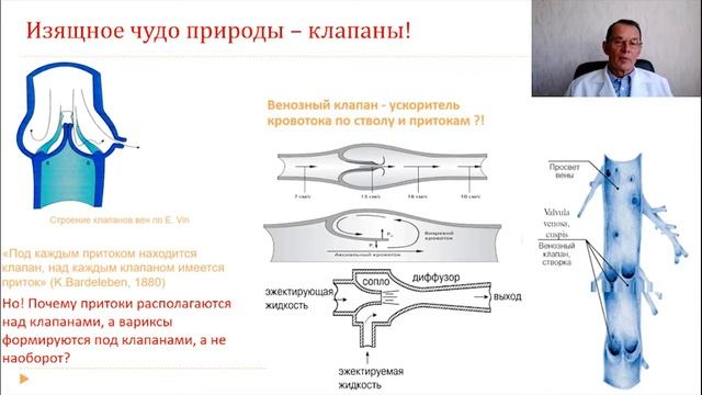 Анатомия и физиология сосудов ног. Лекция для врачей и студентов медуниверситета.