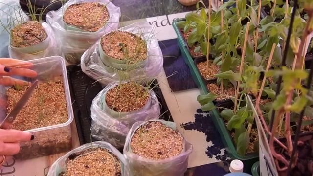 Рассада ЛУКА из СЕМЯН УХОД ПОЛИВ ЧАСТЬ.3.