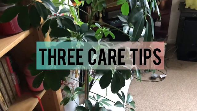Lucky plant | Umbrella plant |Three benefits and three care tips #caretips#schefflera#fengshuiplant