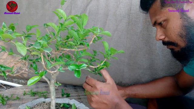 How to make premna microphylla tree bonsai with wire part 2samaresh bonsai2021