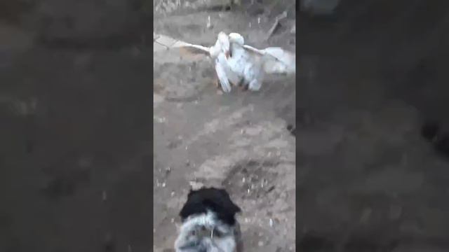 Где то на Кавказе,а именно в буденновском районе!!!!