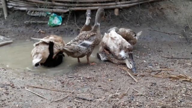 Asian Khaki Campbell Duck Mating