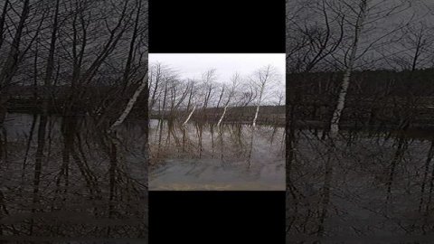 Небывалый разлив реки Клязьма в месте старого русла реки