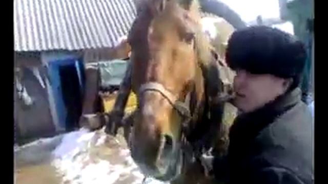 Лошадь ржет после сладкого