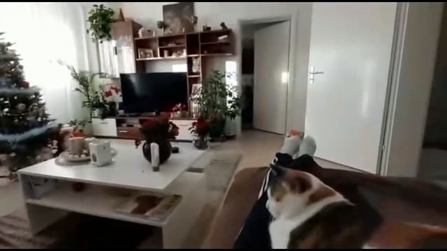 Вот и Тимошка 🐕 Какой он стал 🐕Красавчик 🐕Счастливый и весёлый малыш 🐕   Olga Kirchgessner