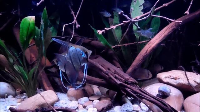 South-America - 106 gallon 1/1/2014