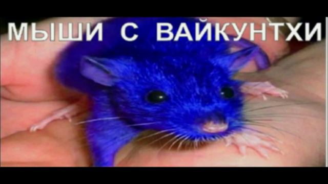 МЫШИ  С  ВАЙКУНТХИ