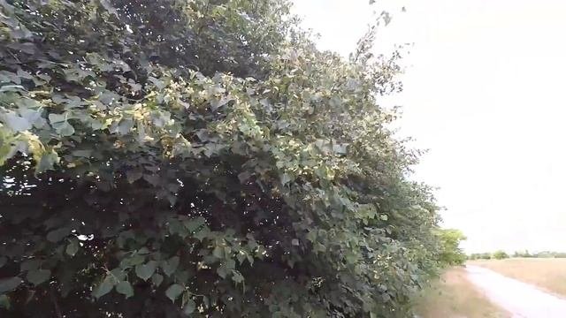 заготовка липового цвета сбор липы чай из цветов липы как собрать цветы липы