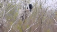 Гнездовая колония Бакланов, наблюдение птиц в Новгородской области, 10 мая 2024