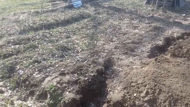 Кривые Крестики/как сажать капусту?