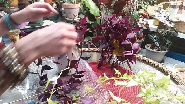 Combining 2 Plants in One Pot