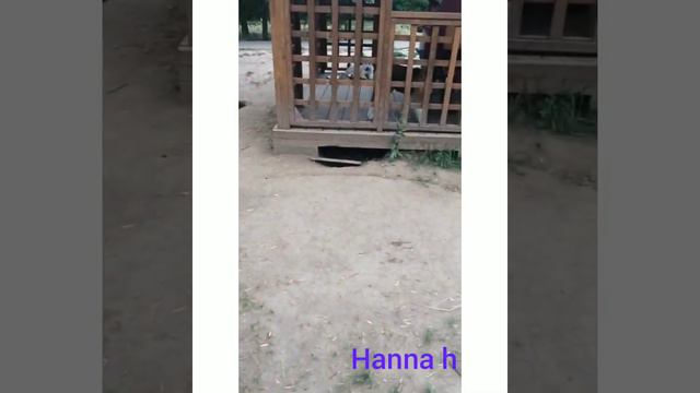 HUSKY сборник хосячие игры ханна нянька 8 американских ахито