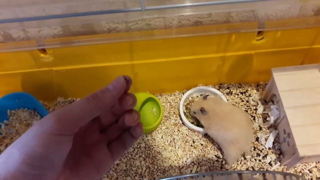 хомяки пробуют одуванчика корни