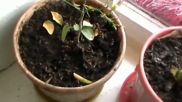 мурайя из семян весна 2018