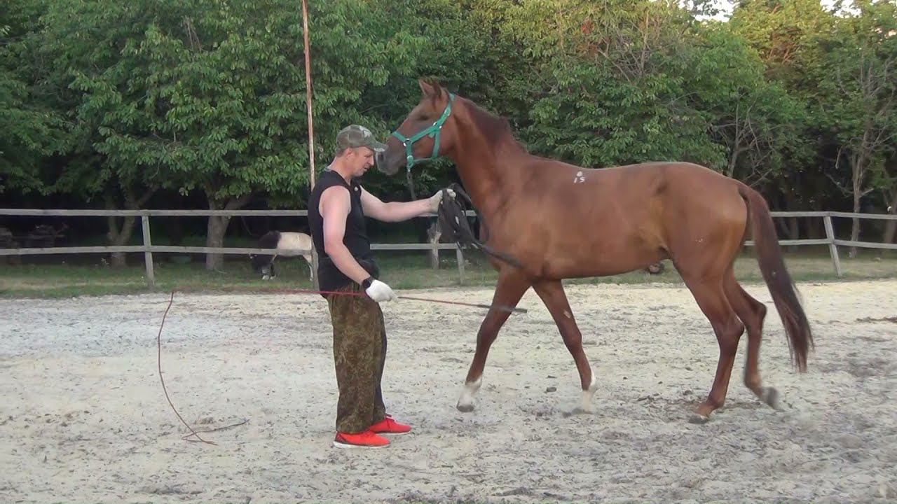 Учим лошадь не бояться шамбарьер. 1 часть. We teach the horse not to be afraid of the Shambarrier. 1