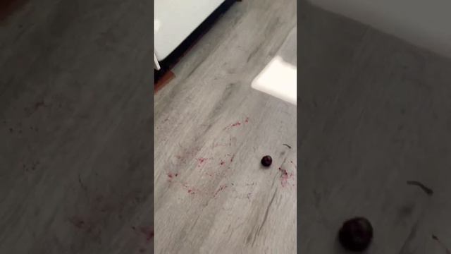🔊 черешня тоже игрушка 🍒 #cassiopeia #cat #catcute #cutekitty #funny #kitty #cute #kittycat