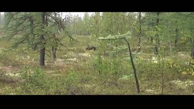 Мишка в тундре, 29.08.07г..wmv