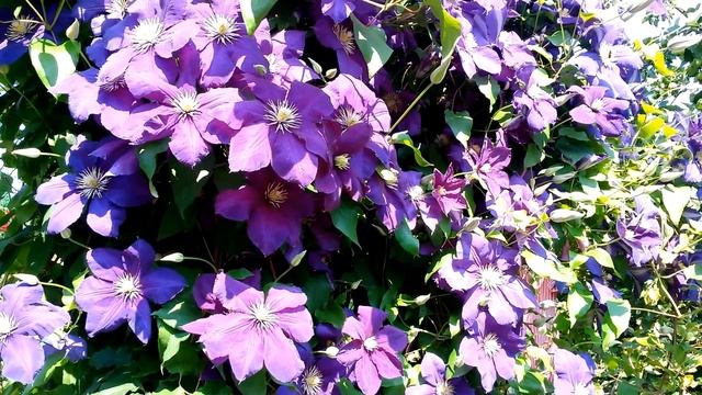 КЛЕМАТИСЫ. Цветы на даче. Clematis. Flowers in the garden.