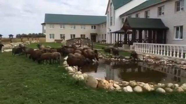 Бараны идут на водопой