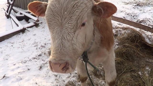 уличное содержание телят - зима не уходит - Лпх Дом Велеса - жизнь за городом