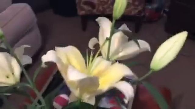 Remove Pollen from Lilies