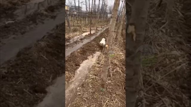А как старается малыш ?