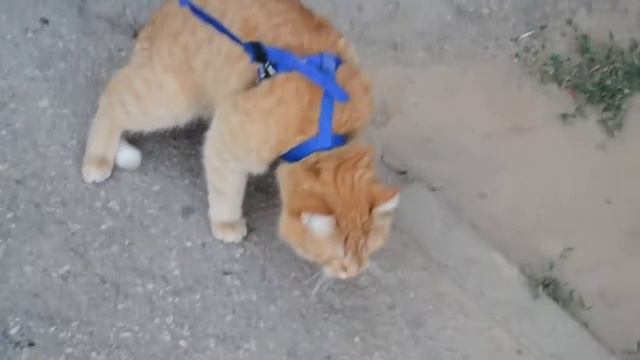 Рыжий кот притворился мертвым и не хочет никуда идти. Cat pretends dead